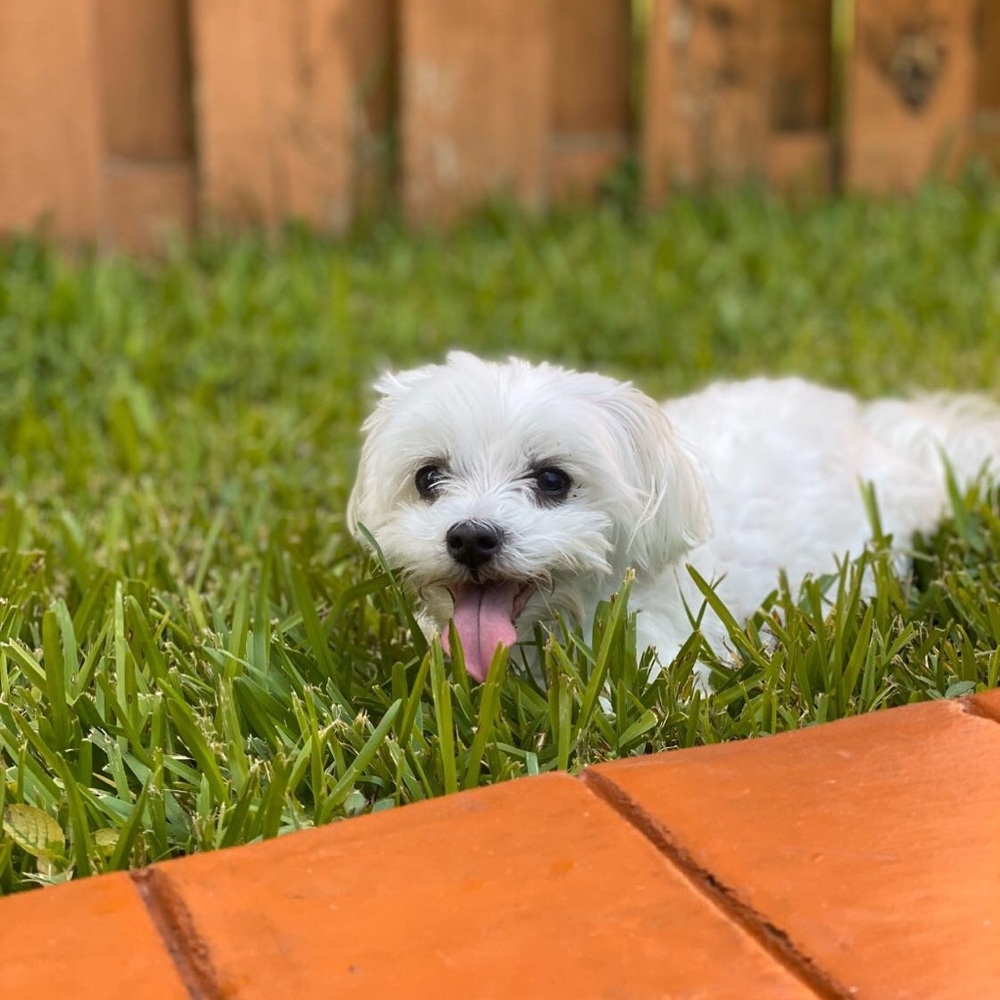 Meet your Posher, Yoa